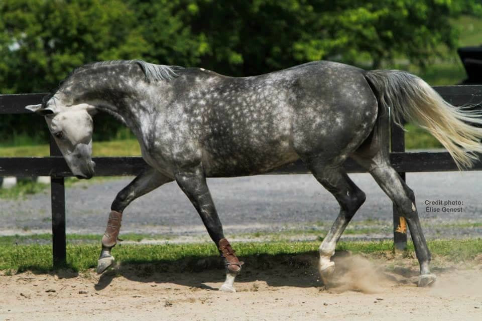 a grey horse and running in a sunny paddock. 
