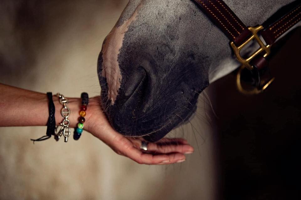 A woman's hand being lovingly nuzzled by a horse. 
